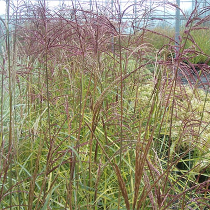 Miscanthus sinensis Silberspinne - Silvergrass (Foliage)