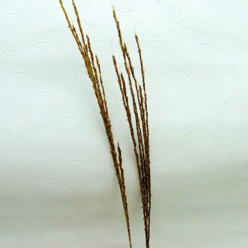 Miscanthus sinensis Silberspinne - Silvergrass (Flowering)