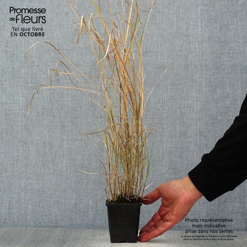 Miscanthus sinensis Silberspinne - Roseau de Chine Godet de 9cm sample as delivered in autumn