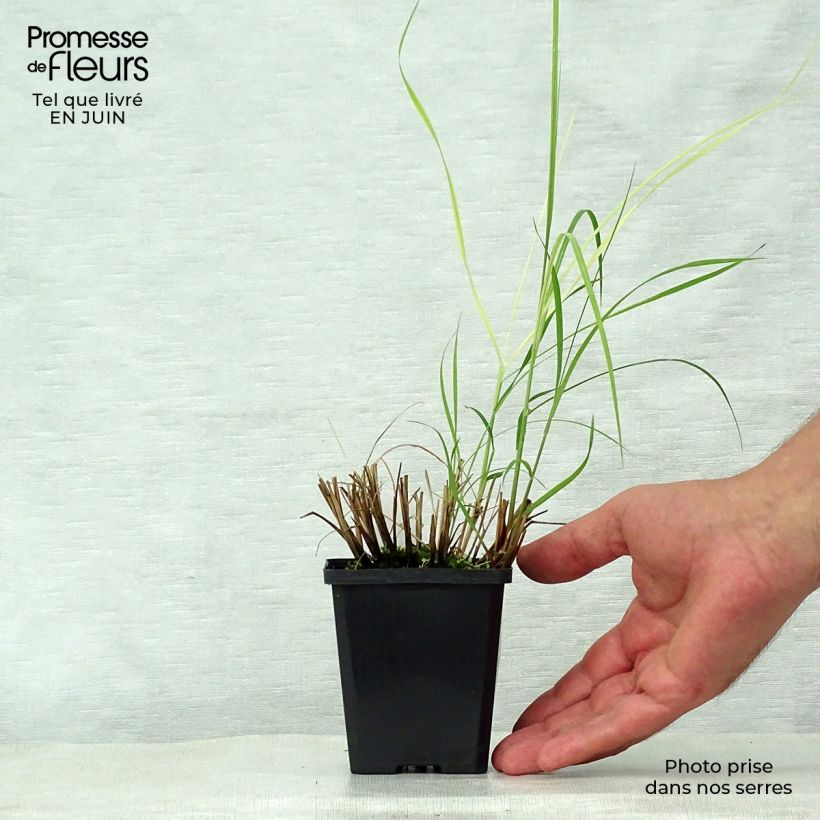 Miscanthus sinensis Silberspinne - Silvergrass 8/9 cm pot sample as delivered in summer