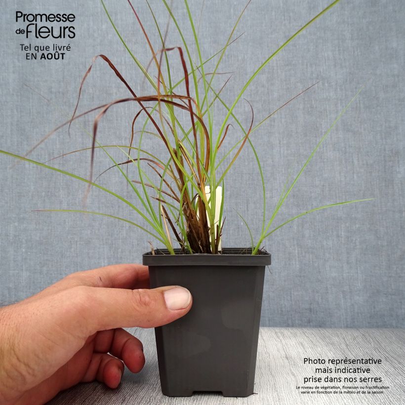 Miscanthus sinensis Sirene - Silvergrass 8/9 cm pot sample as delivered in summer