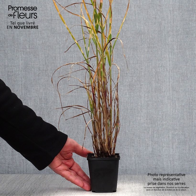 Miscanthus sinensis Strictus - Roseau de Chine en godet de 9 cm sample as delivered in autumn