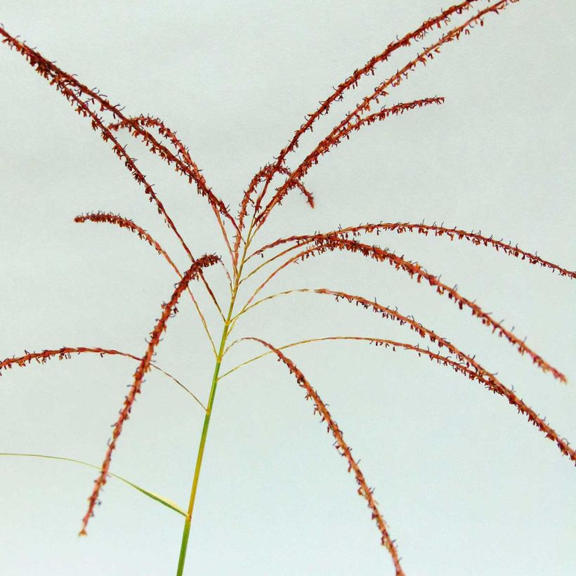Miscanthus sinensis Variegatus (Flowering)