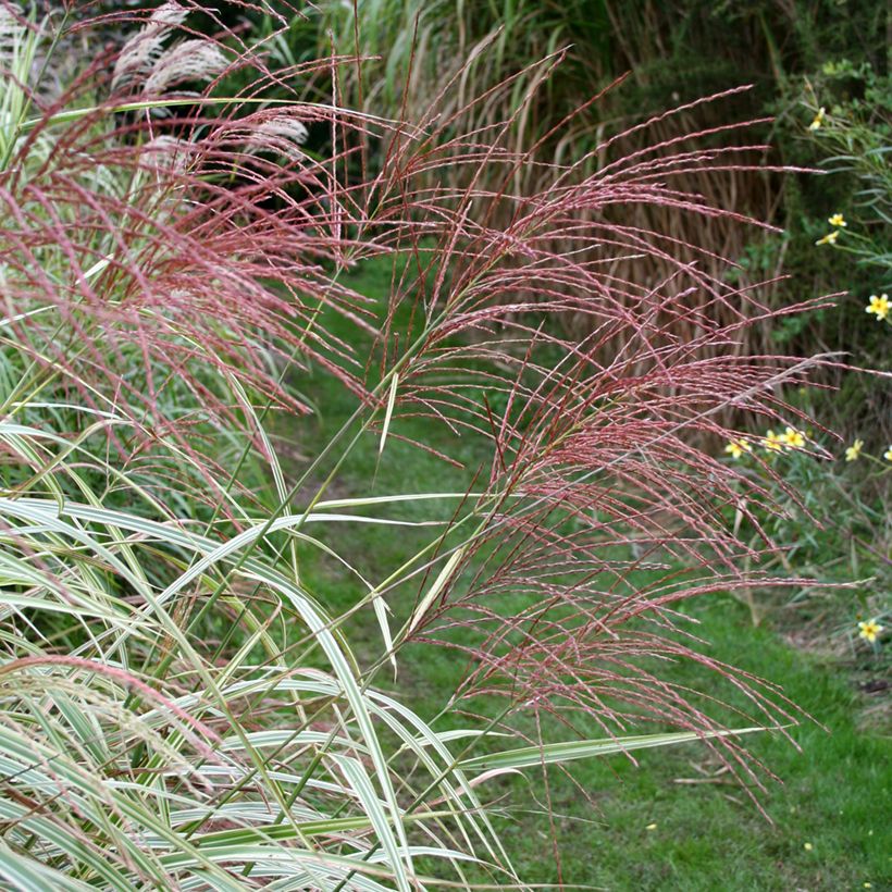 Miscanthus sinensis Variegatus (Flowering)