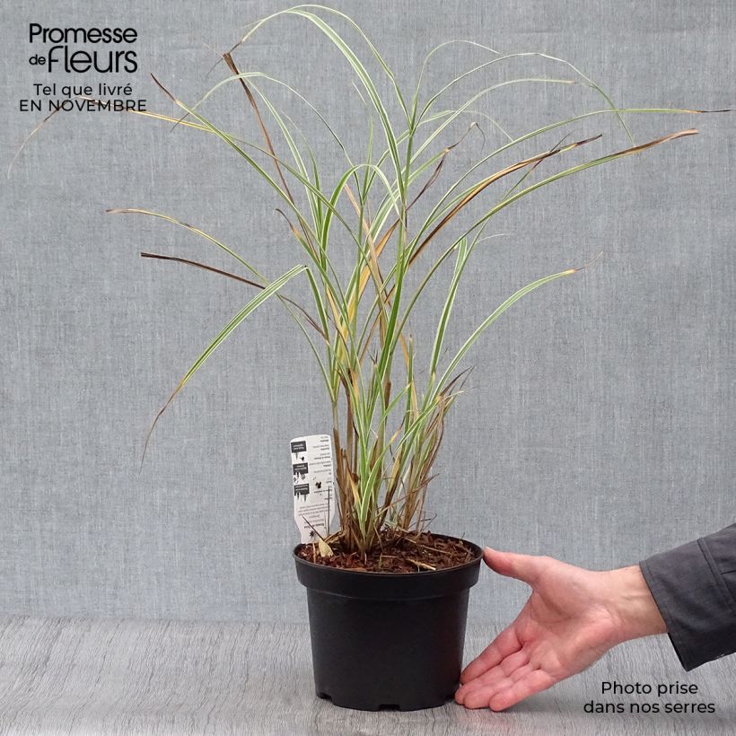 Miscanthus sinensis Variegatus - Roseau de Chine en pot de 2L/3L sample as delivered in autumn