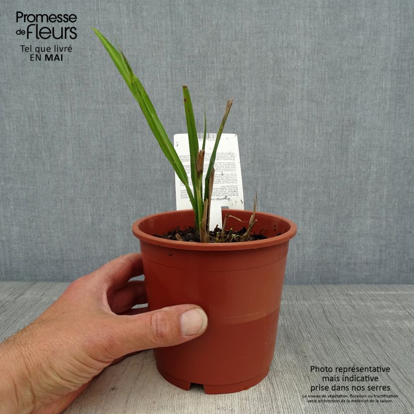 Miscanthus transmorrisonensis - Roseau de Chine Pot de 1L/1.5L sample as delivered in spring
