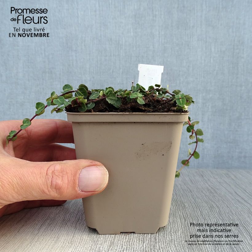 Mitchella repens - Pain de perdrix                       Godet de 8/9 cm sample as delivered in autumn