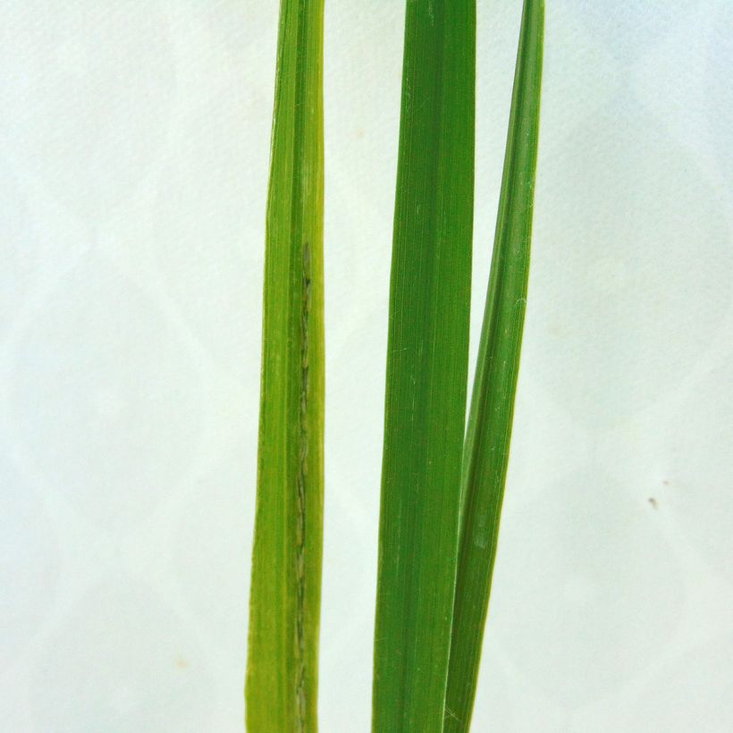 Molinia caerulea Windsaule - Purple Moor-grass (Foliage)