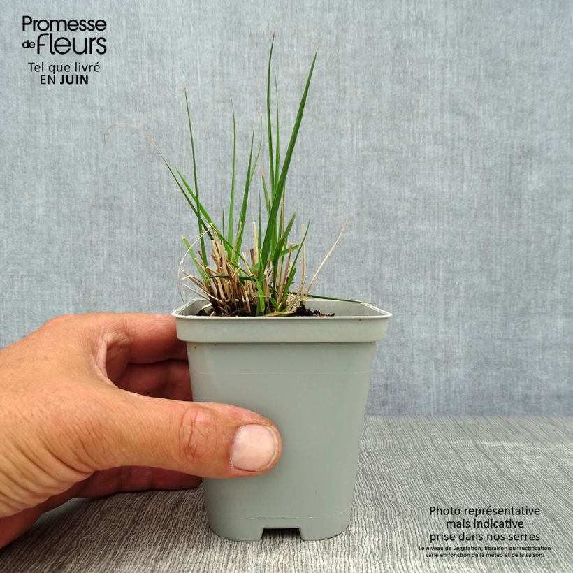 Molinia caerulea Edith Dudszus - Purple Moor-grass 8/9 cm pot sample as delivered in summer