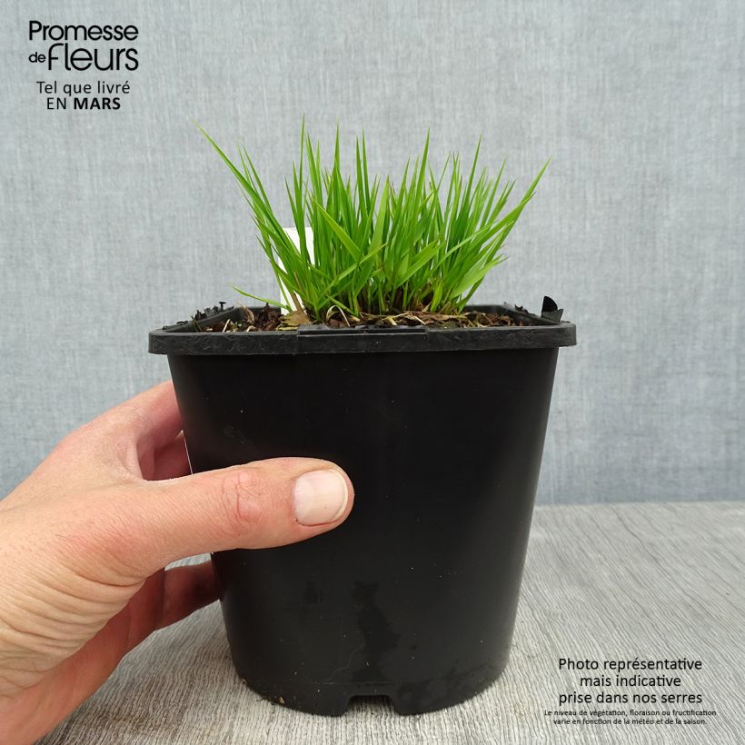 Molinia caerulea subsp. caerulea Heidezwerg - Purple Moor-grass 2L/3L pot sample as delivered in spring