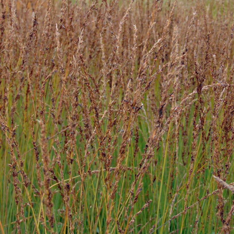 Molinia caerulea Moorhexe - Purple Moor-grass (Flowering)