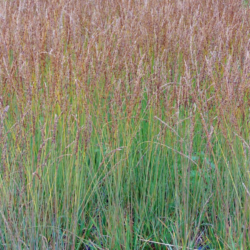 Molinia caerulea Moorhexe - Purple Moor-grass (Plant habit)