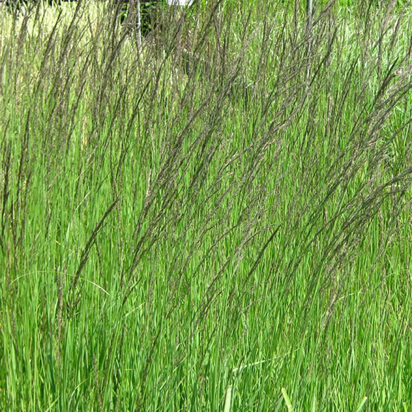 Molinia caerulea subsp. arundinacea Fontäne - Purple Moor-grass (Flowering)