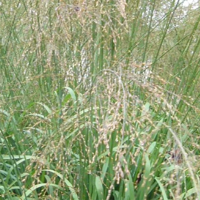 Molinia caerulea susbp. arundinacea Transparent - Purple Moor-grass (Flowering)