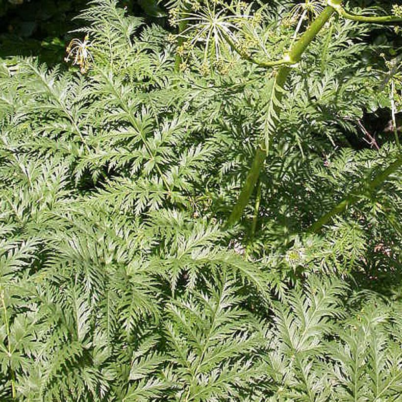 Molopospermum peloponnesiacum (Foliage)