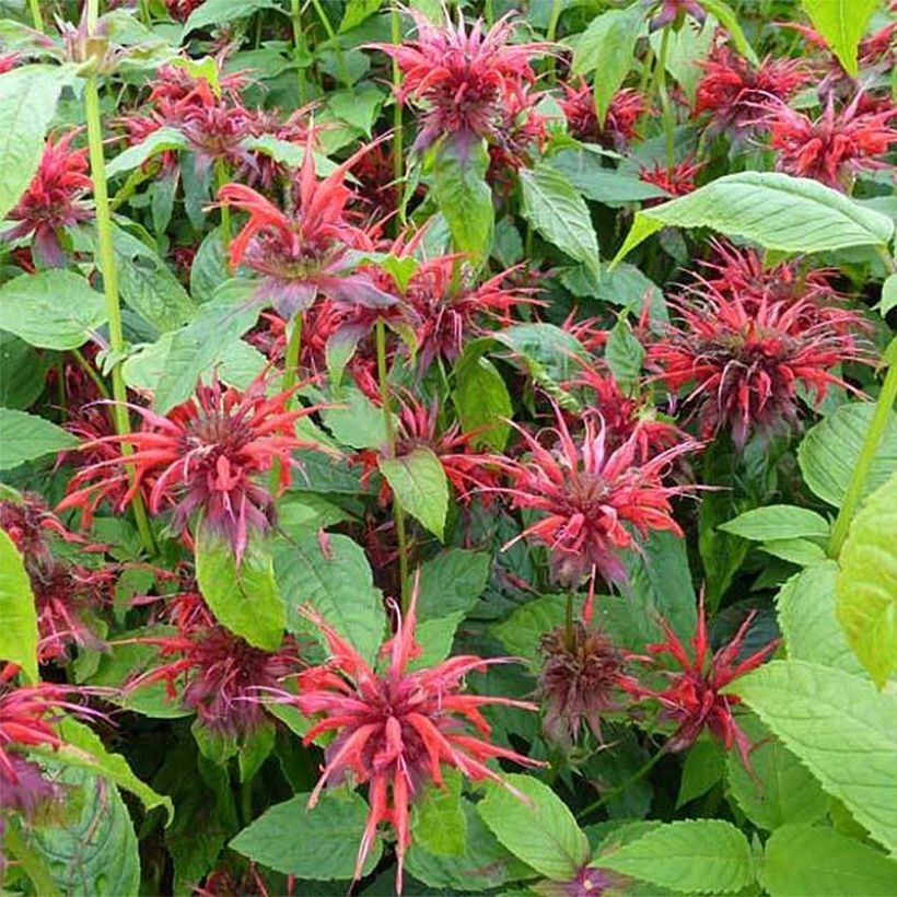 Monarda Cambridge Scarlet - Beebalm (Flowering)