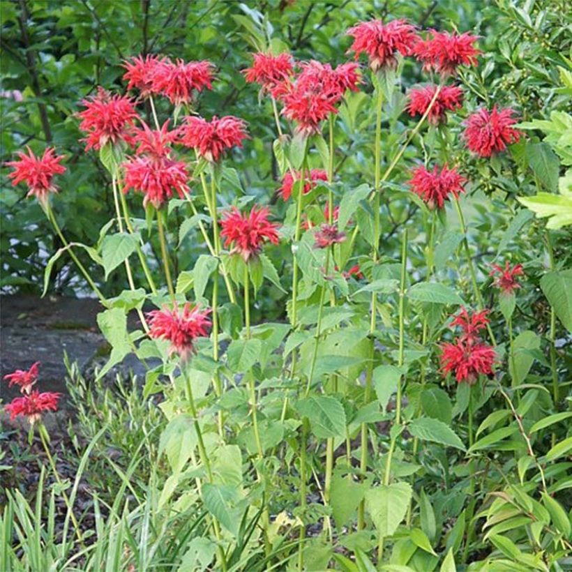 Monarda Cambridge Scarlet - Beebalm (Plant habit)