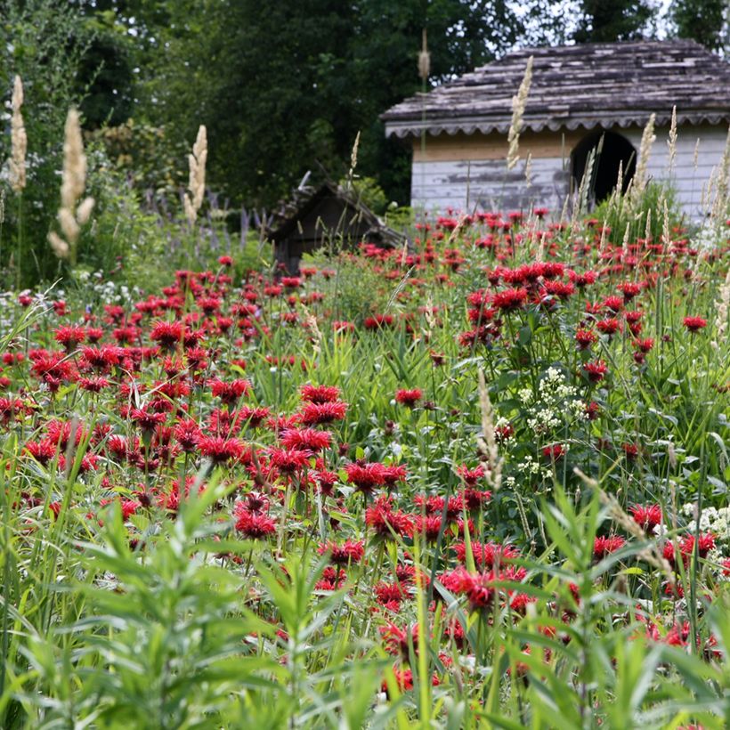 Monarda hybrida Gardenview Scarlet - Beebalm (Plant habit)