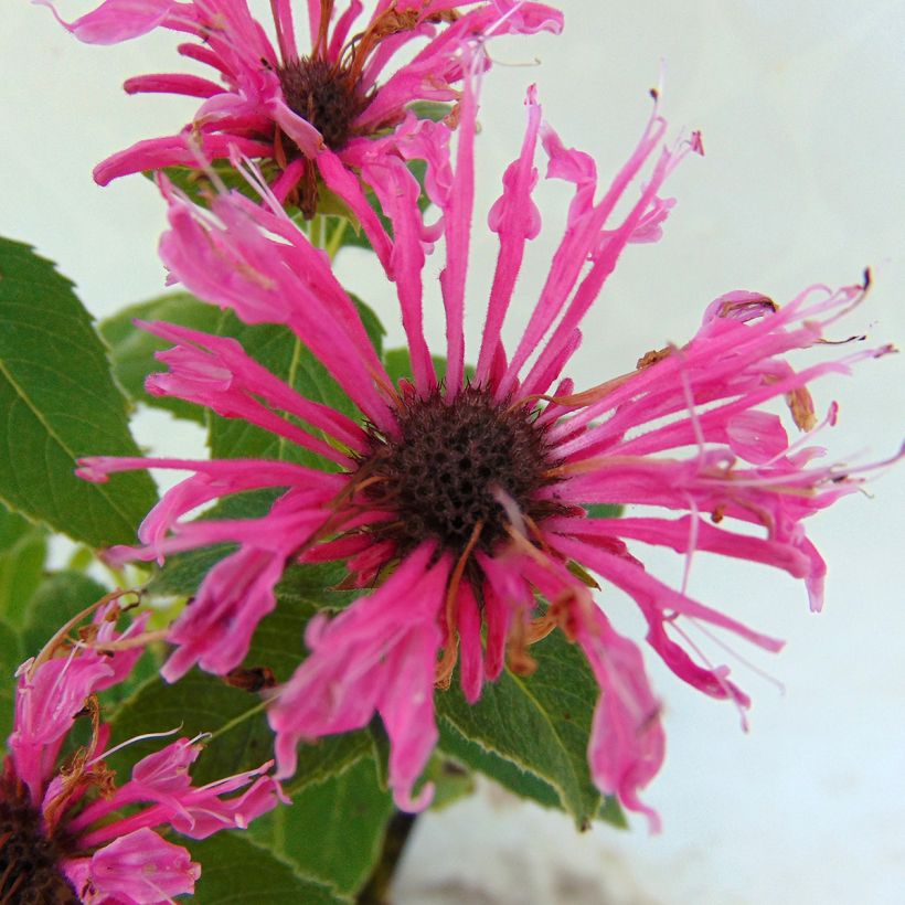 Monarda didyma Cranberry Lace - Beebalm (Flowering)
