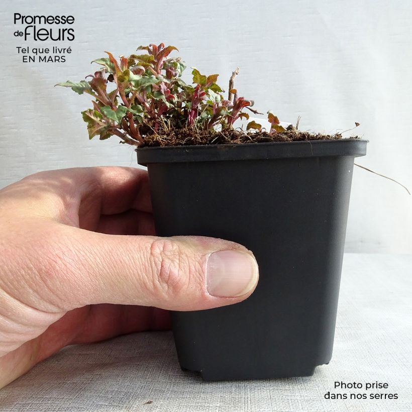 Monarda didyma Croftway Pink - Beebalm 8/9 cm pot sample as delivered in spring