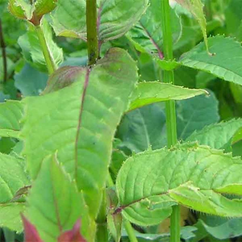 Monarda fistulosa Scorpion - Beebalm (Foliage)