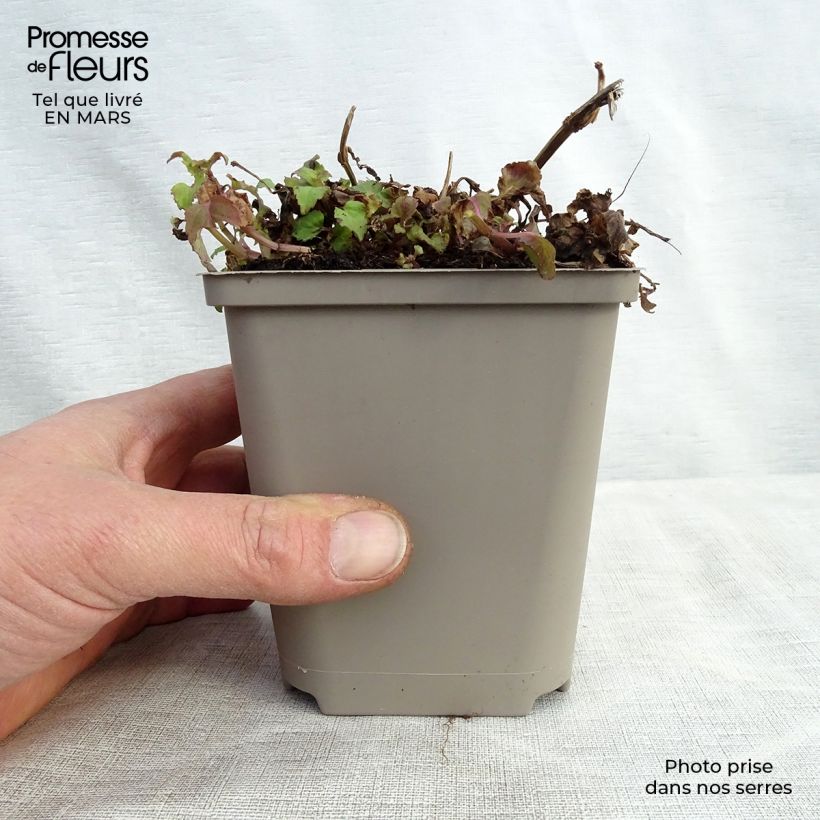 Monarda Squaw - Beebalm 8/9 cm pot sample as delivered in spring