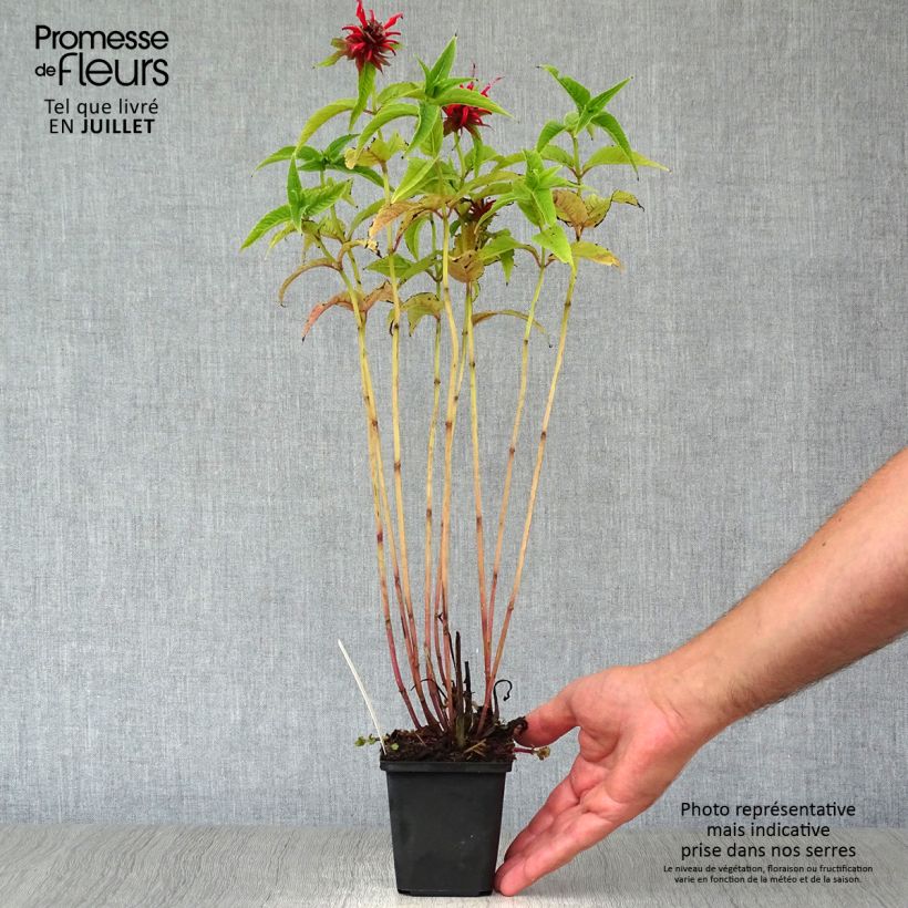Monarda Squaw - Beebalm 8/9 cm pot sample as delivered in summer