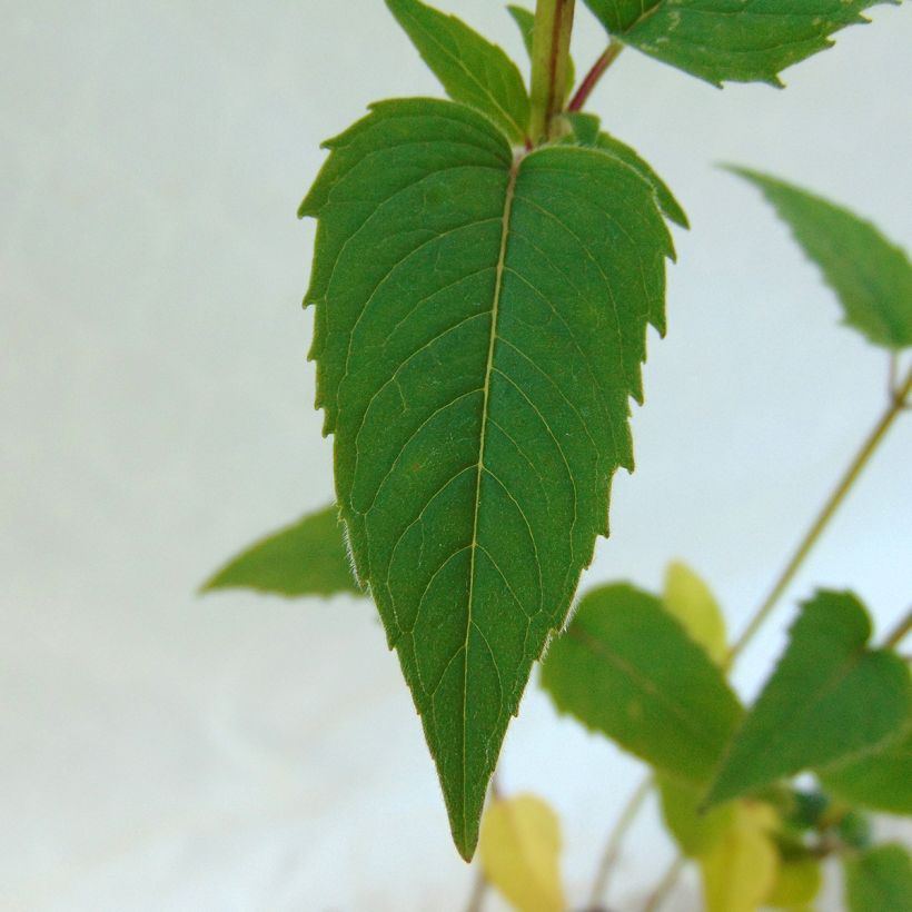 Monarda fistulosa var. menthifolia - Beebalm (Foliage)