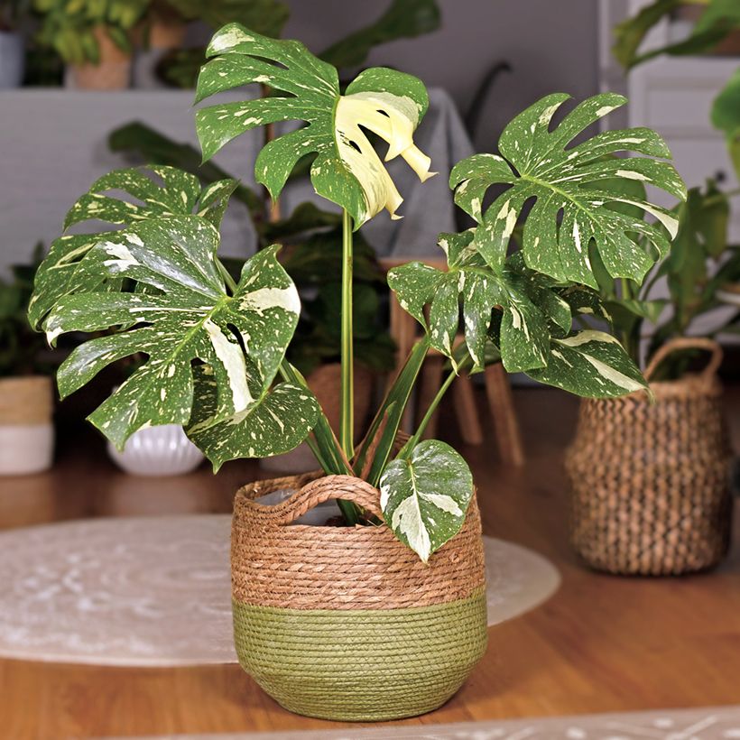 Monstera deliciosa Thai Constellation - Swiss cheese plant (Plant habit)