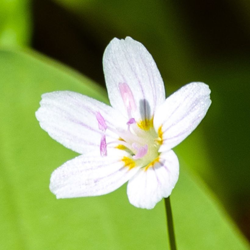 Claytonia sibirica Alba (Flowering)