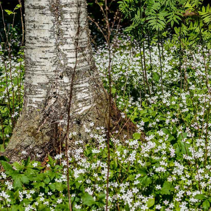 Claytonia sibirica Alba (Plant habit)