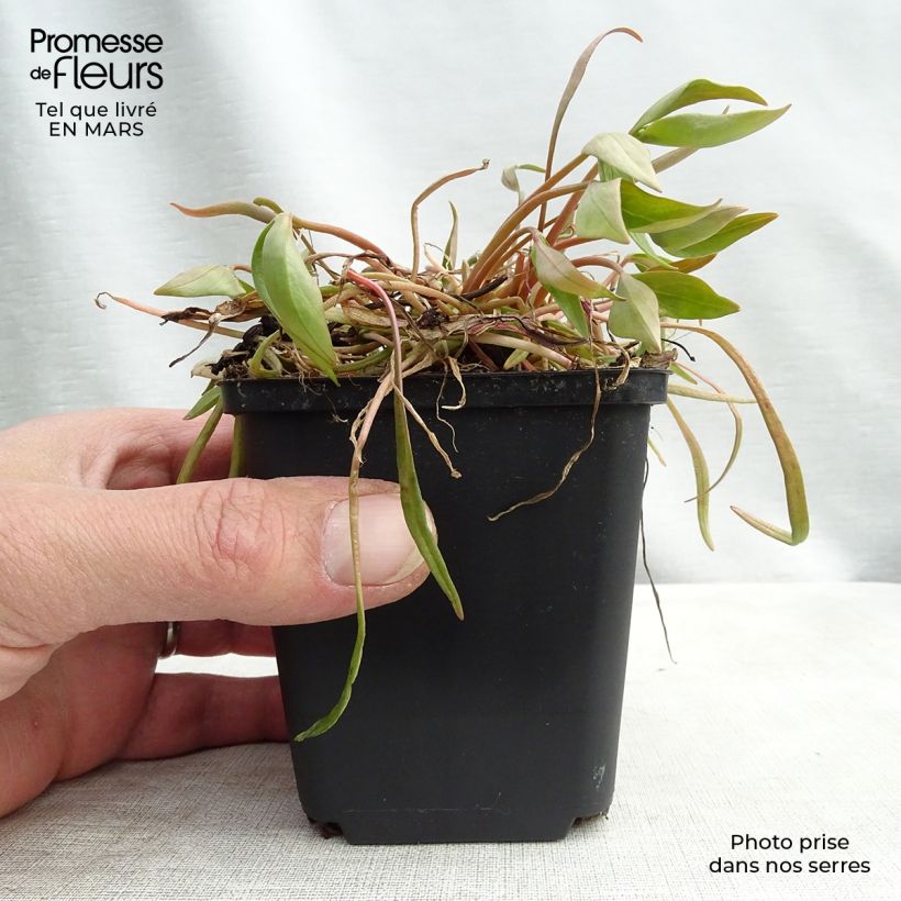 Montia ou Claytonia sibirica Godet de 9cm sample as delivered in winter