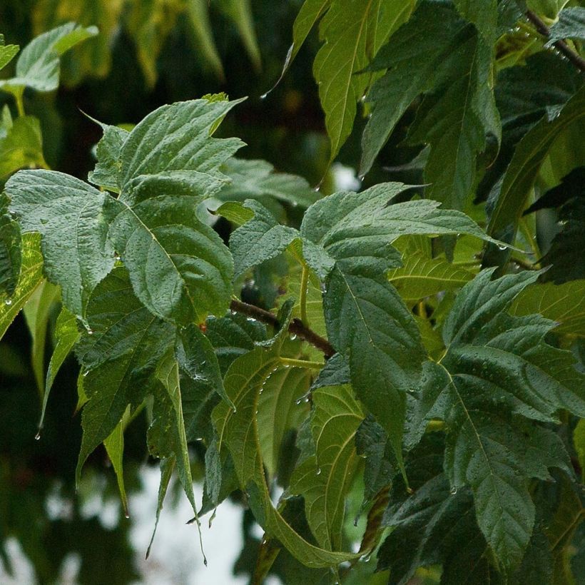 Morus alba Fruitless - Mullberry (Foliage)