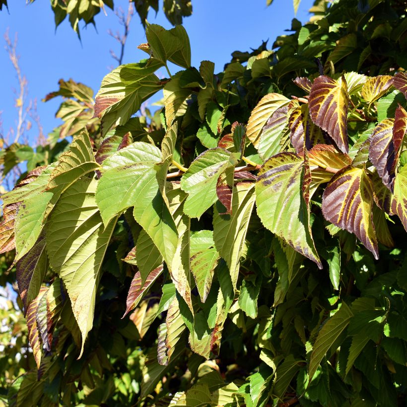 Morus kagayamae - Mullberry (Foliage)