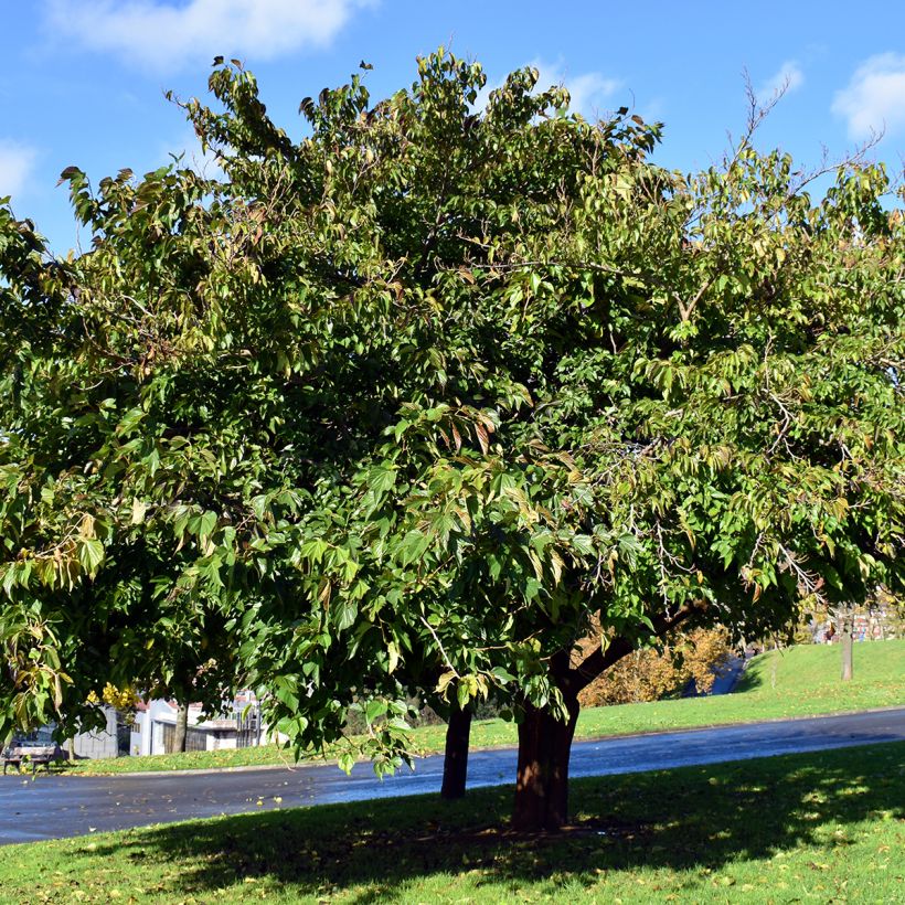 Morus kagayamae - Mullberry (Plant habit)