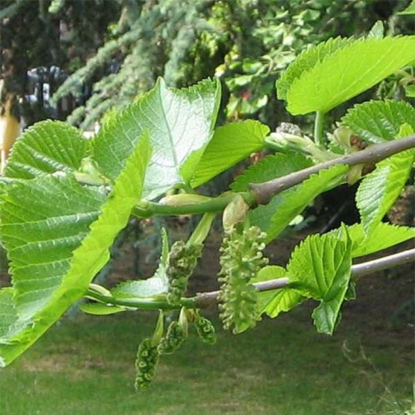 Morus nigra - Mullberry (Foliage)