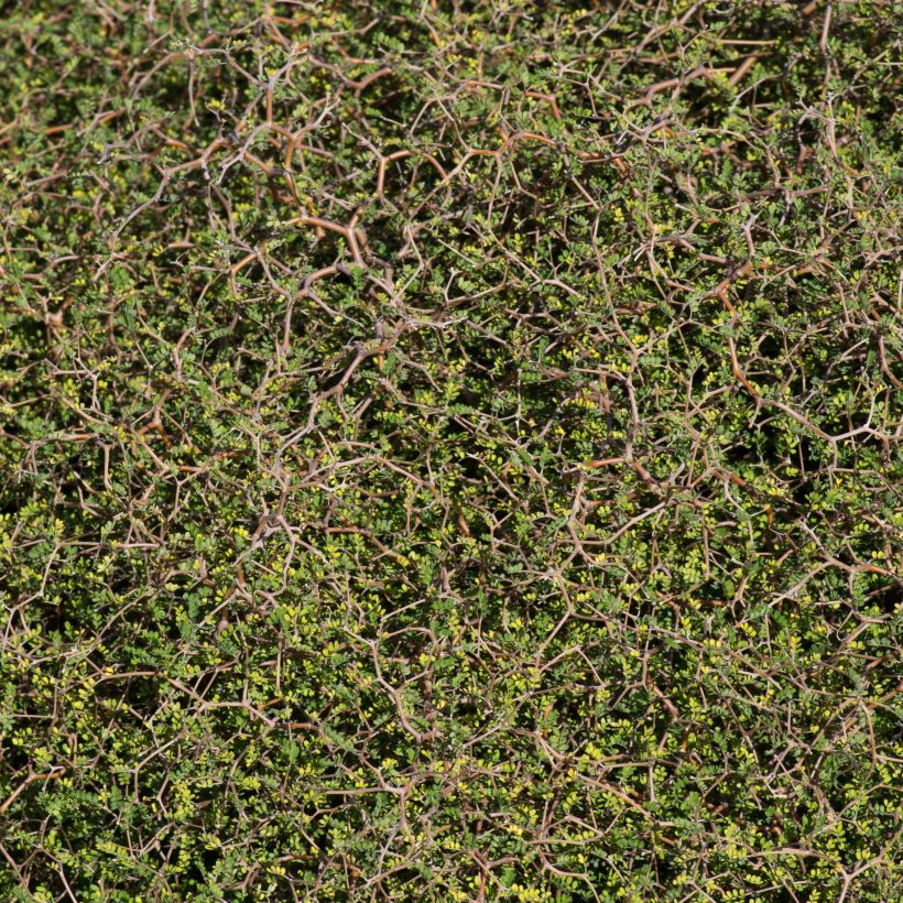 Muehlenbeckia astonii (Foliage)