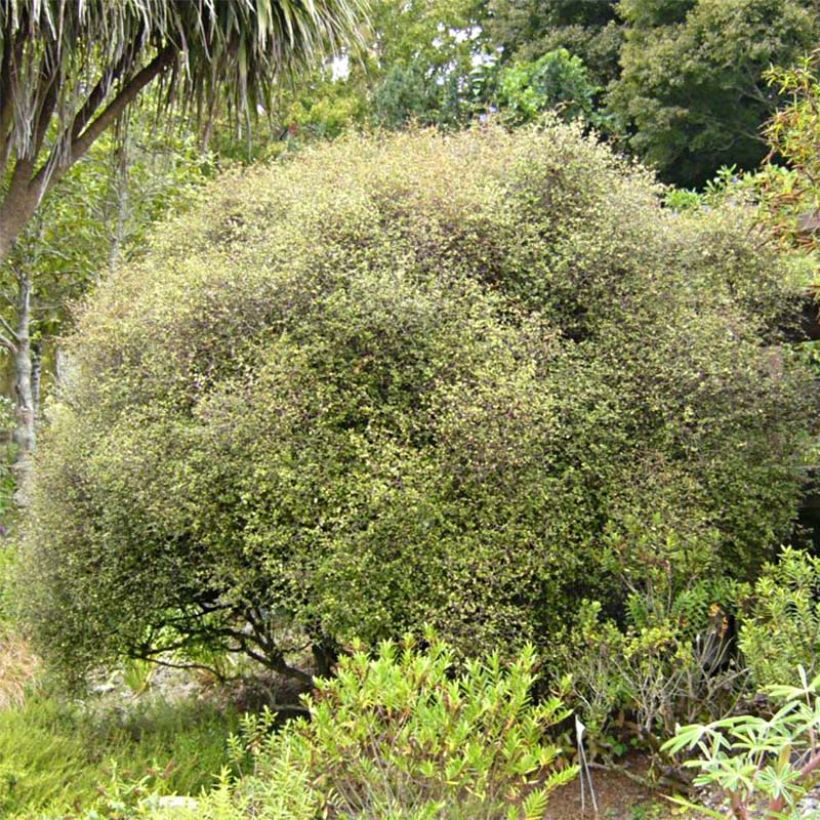 Muehlenbeckia astonii (Plant habit)