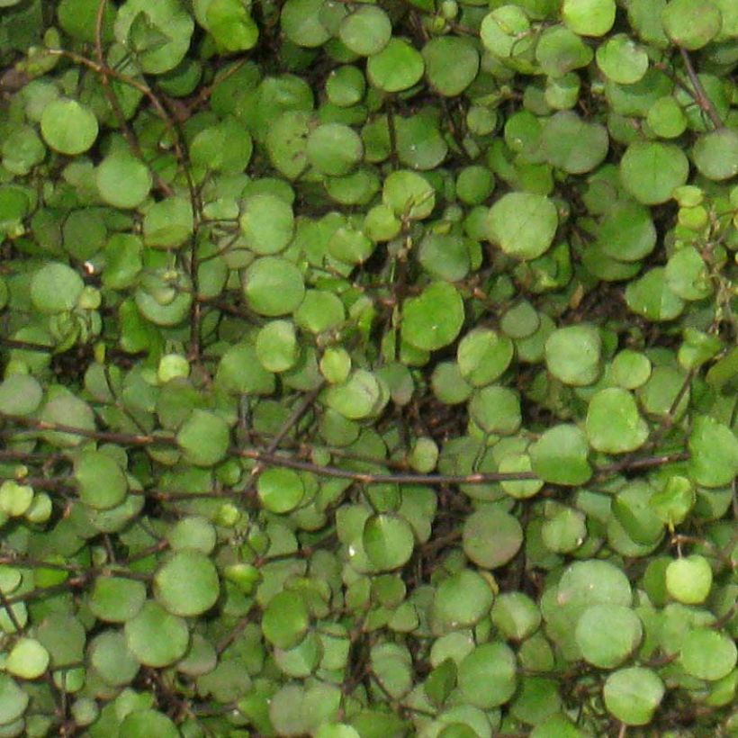 Muehlenbeckia axillaris (Foliage)