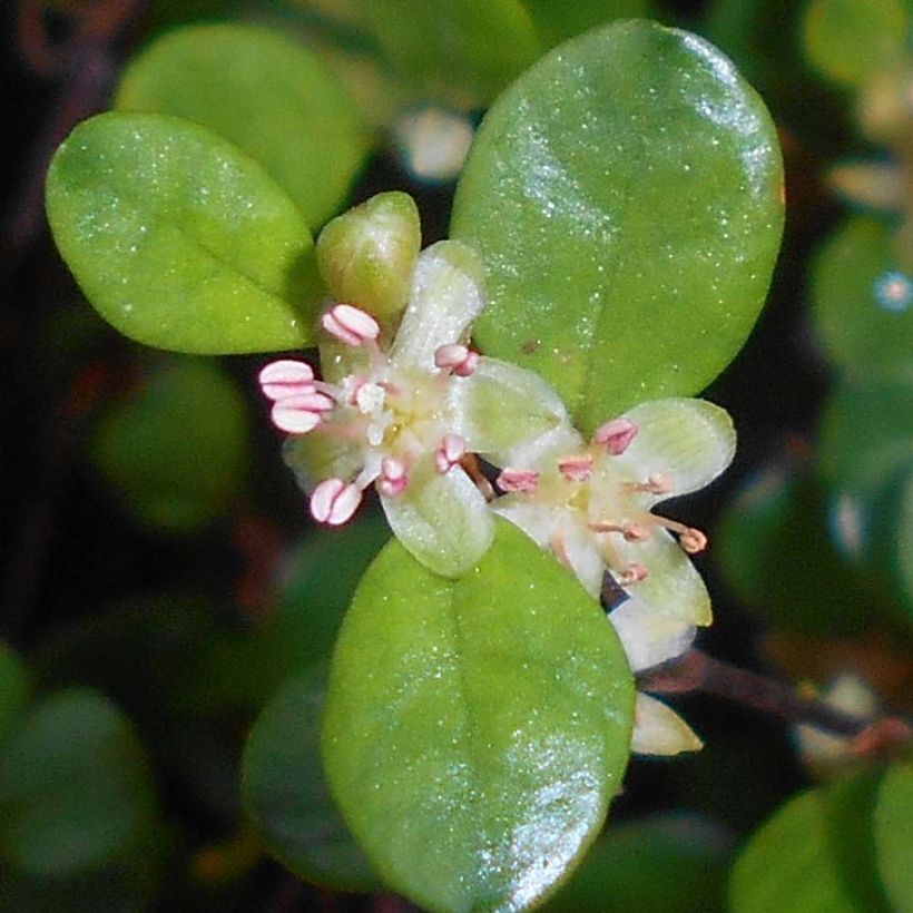 Muehlenbeckia axillaris (Flowering)