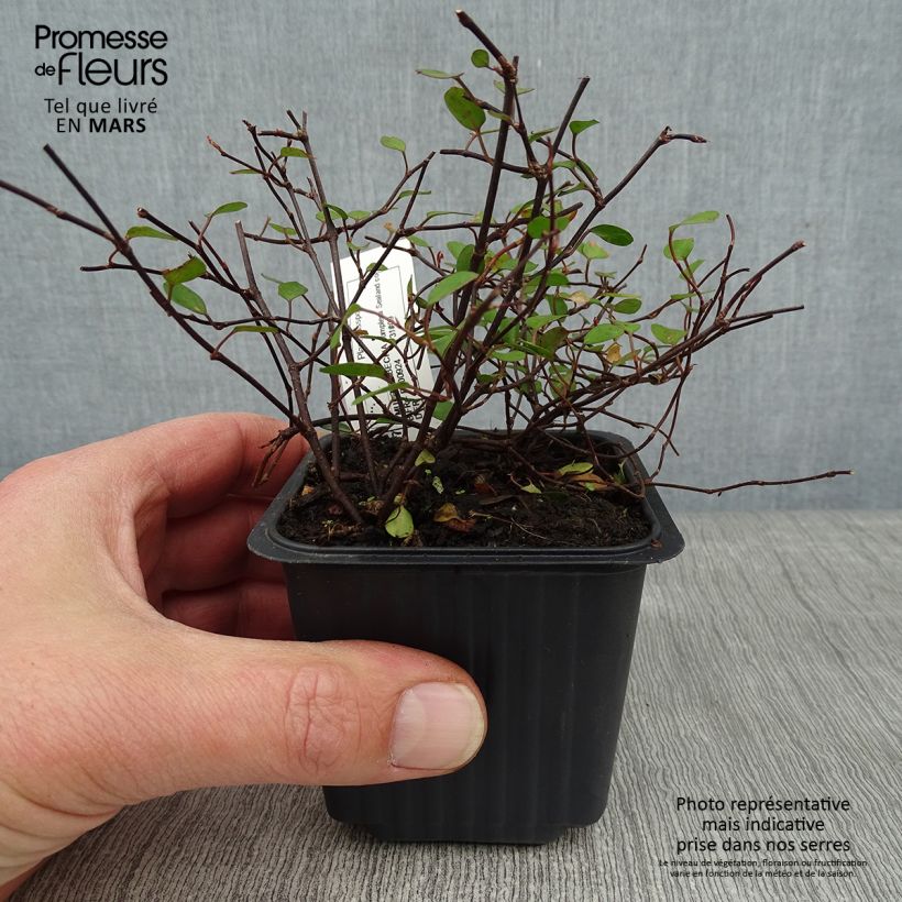 Muehlenbeckia complexa Sealand Compact Godet de 9cm sample as delivered in winter