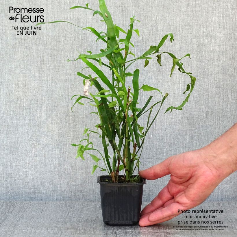 Muehlenbeckia platyclada 8/9 cm pot sample as delivered in summer