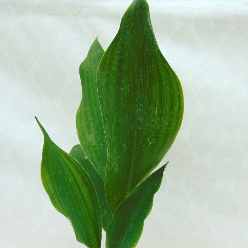 Convallaria majalis - Lily of the Valley (Foliage)