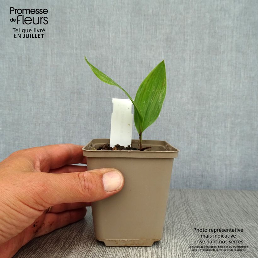 Convallaria majalis - Lily of the Valley 8/9 cm pot sample as delivered in summer