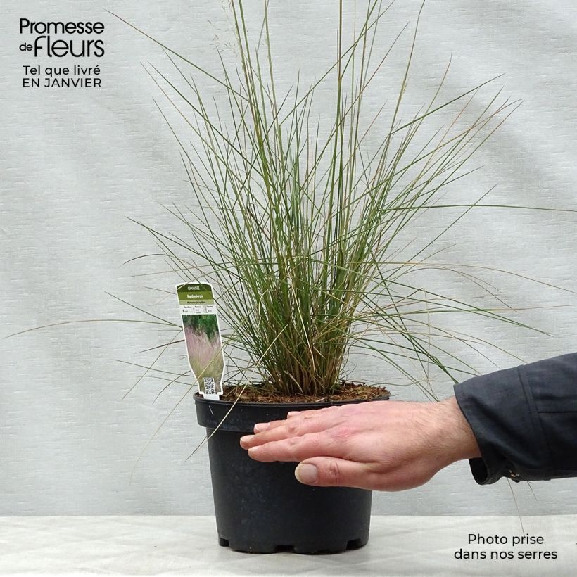 Muhlenbergia capillaris en pot de 2/3 litres sample as delivered in winter