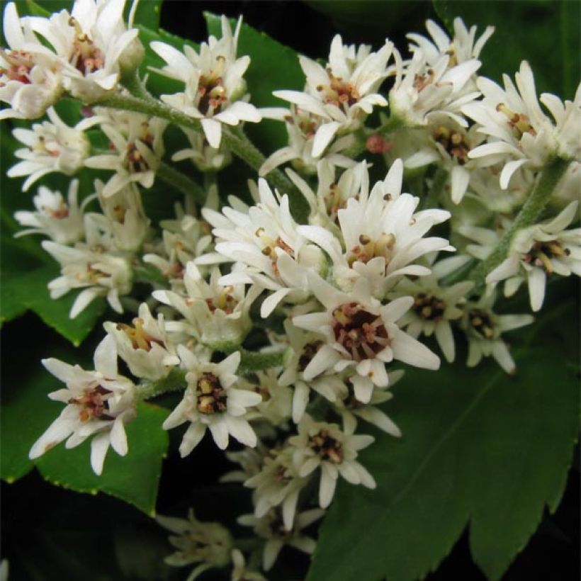 Mukdenia rossii (Flowering)