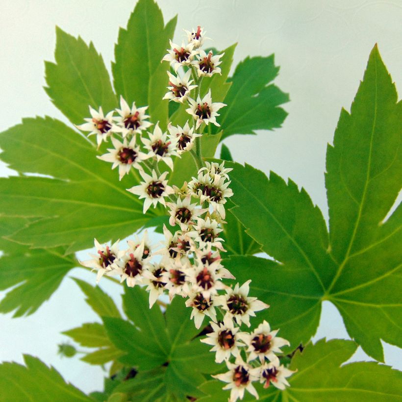 Mukdenia rossii Crimson Fans (Flowering)