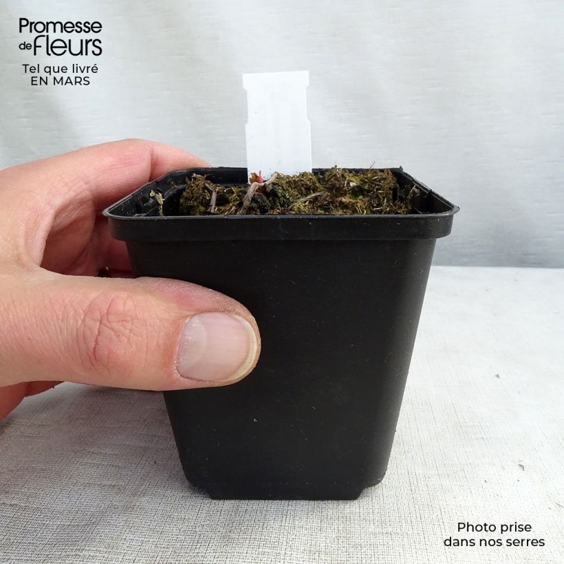 Mukdenia rossii Crimson Fans (Karasuba) Godet de 9cm sample as delivered in spring