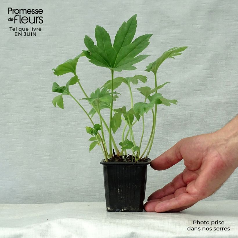 Mukdenia rossii Godet de 8 cm sample as delivered in summer