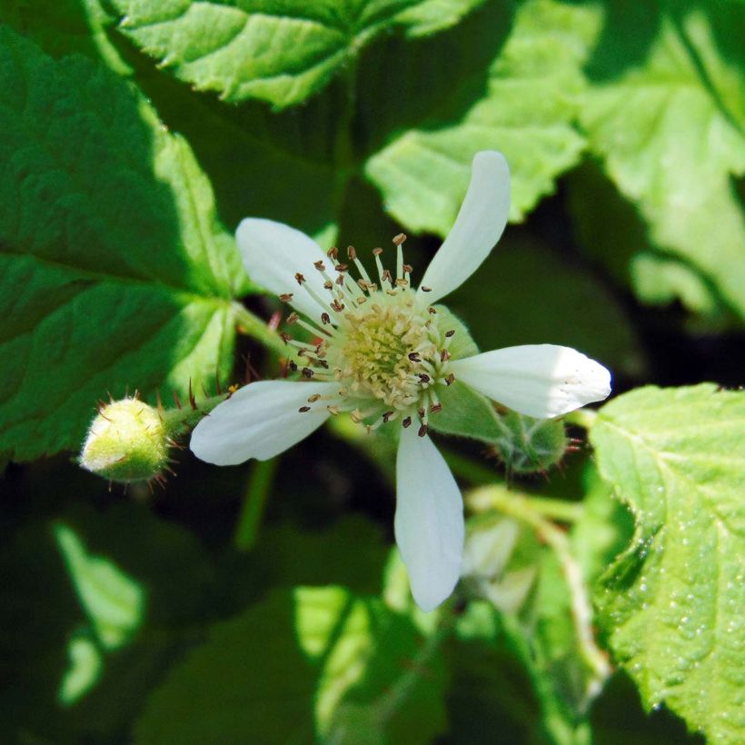 Organic Buckingham Tayberry (Flowering)
